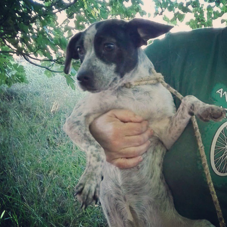 Brina es una perrita pequeña mediana (unos 8kg) que se encuentra en la #perrera. Es muy juguetona y divertida, no tiene ni un añito! Necesita a alguien que la cuide y proteja para siempre. Nos ayudas a difundirla?#Valencia laperritavaliente.org/ficha-1051