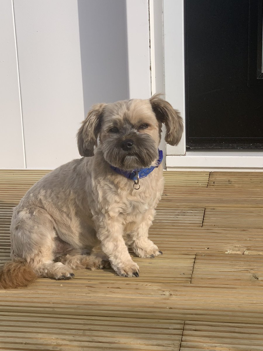 container_uk's tweet photo. Max the guard dog is keeping an eye on the containers !!! https://t.co/YMxUREEbgH
