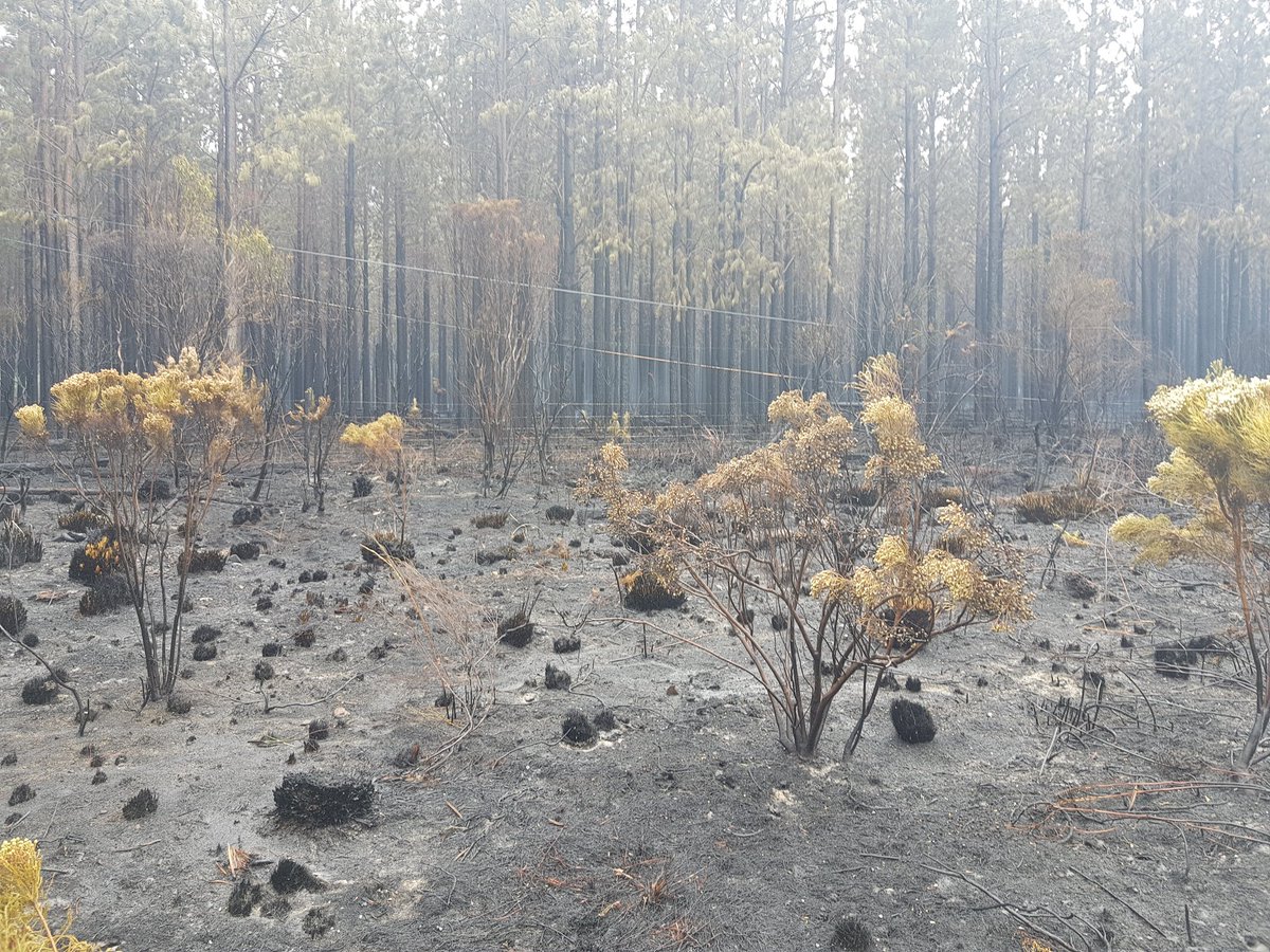 LThipa's tweet photo. Tsitsikamma Fire Update:
Weather conditions have improved and light rain is assisting fire suppression operations.Fires in the area have been contained,but fire fighters are on the ground to monitor the situation. #sabcEC https://t.co/FxdF3aN3E1