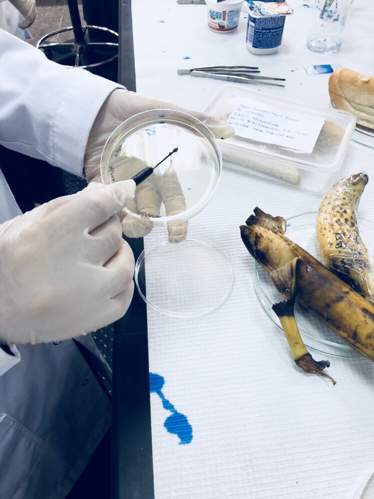 خولـة tweet media