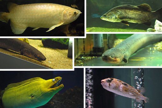 東京タワー水族館の魚や生き物たちの引き取り先を調べてみた 猫のしっぽに殴られたい