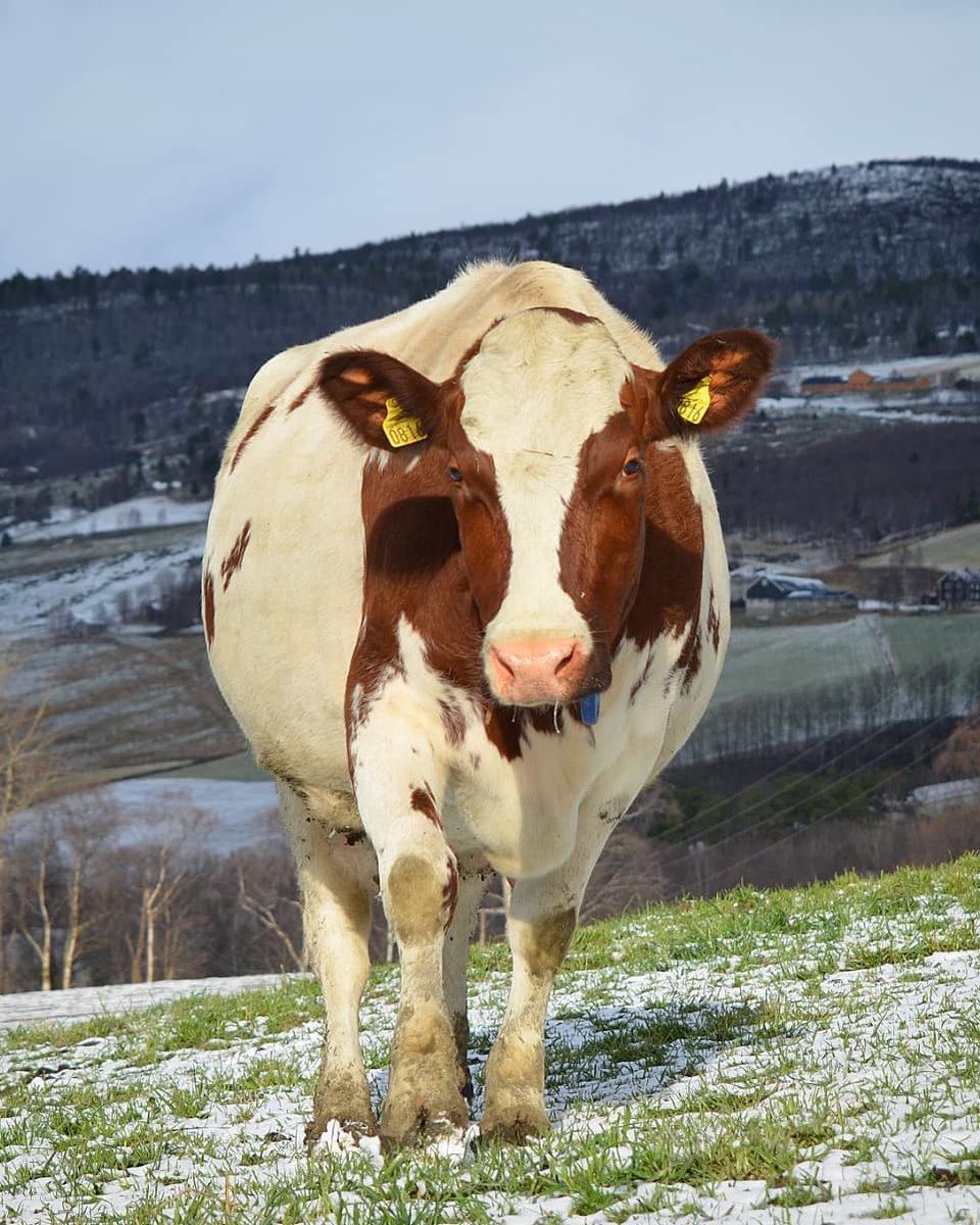 NorwegianRed's tweet photo. Say hello to Balalaika😍❤️
#norwegianred
📸 @milkmaid_
•
•
•
•
#instacows #dairyfarming #cattle #cows_ https://t.co/ZvtznwplXx