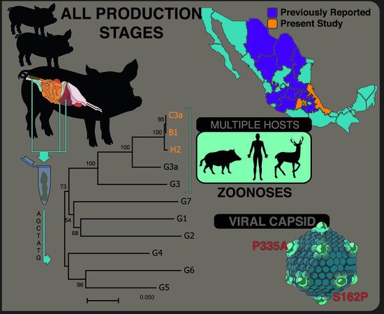 AutoimmunityE's tweet photo. Phylogenetic Analysis and Characterization of the Complete Hepatitis E Virus Genome (Zoonotic Genotype 3) in Swine Samples from Mexico

Discover #immunology #vaccine #lupus #autoimmunity
#autoimmune_disease #cancer_immunology #bioinformatics .Relish the #scientific_experience https://t.co/TfYTlT76c3