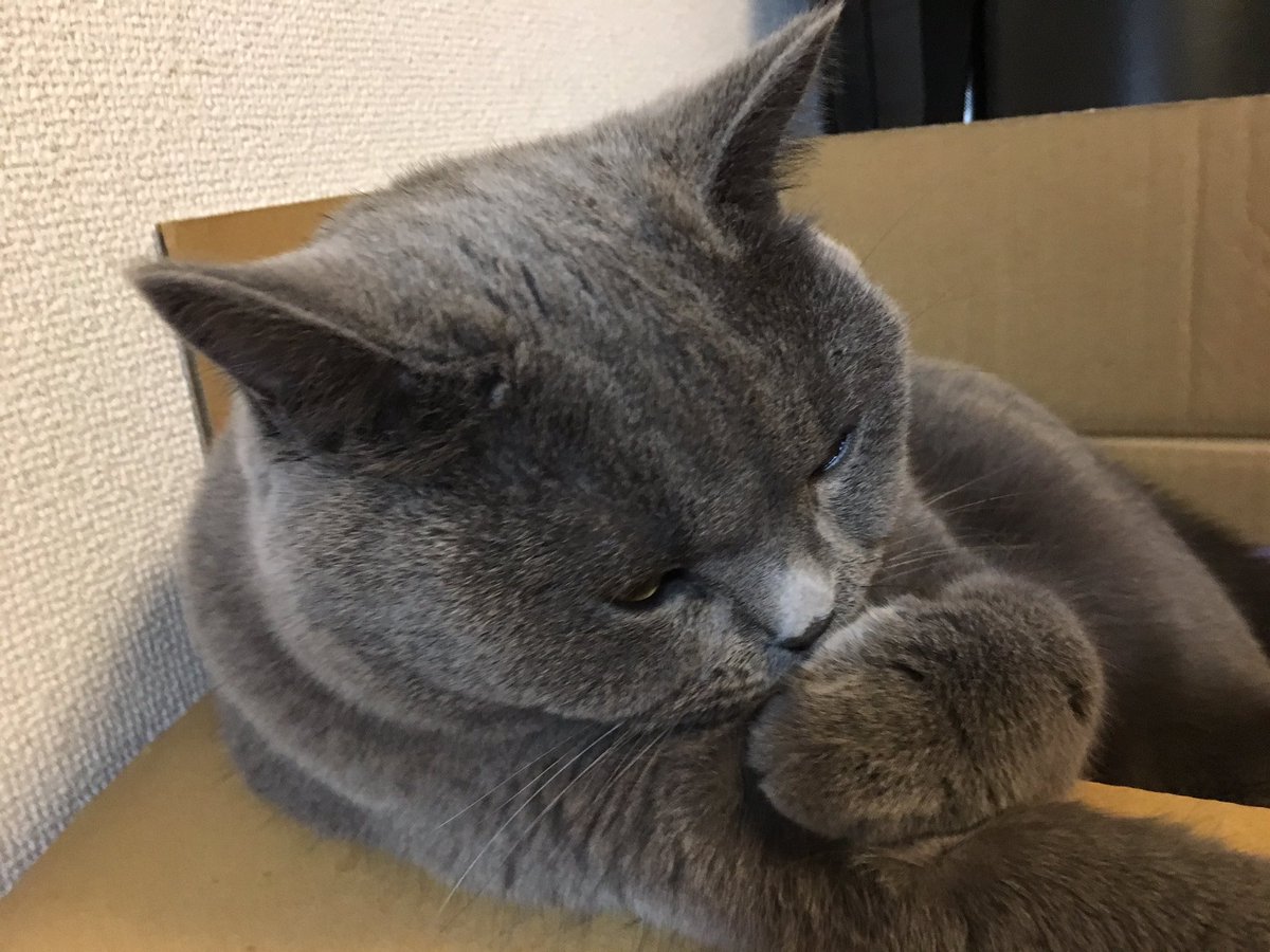 bubu_fish's tweet photo. ウプッ…食べ過ぎた。 https://t.co/D5J7nZHXgT