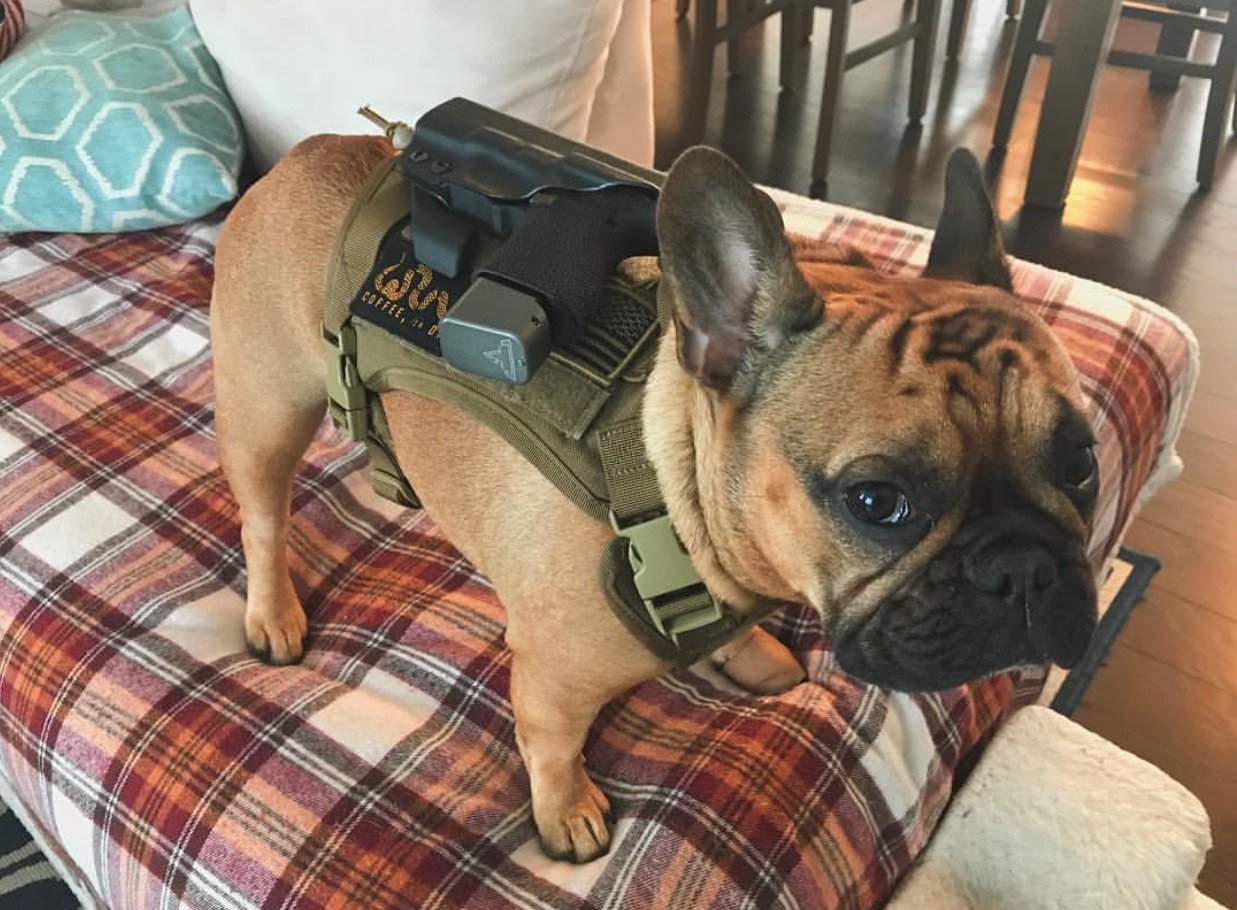 French bulldog tactical vest 2025