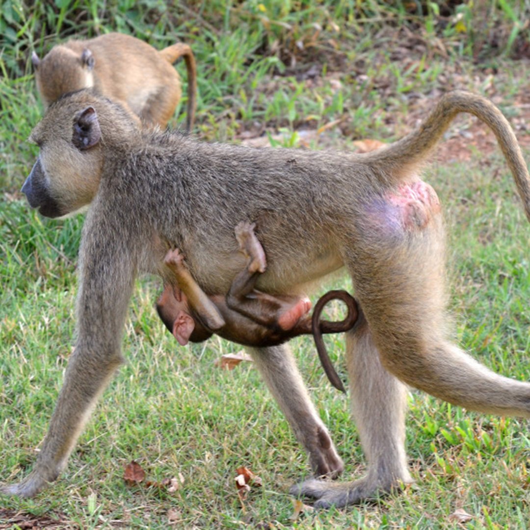 StanleyTMonkey photo