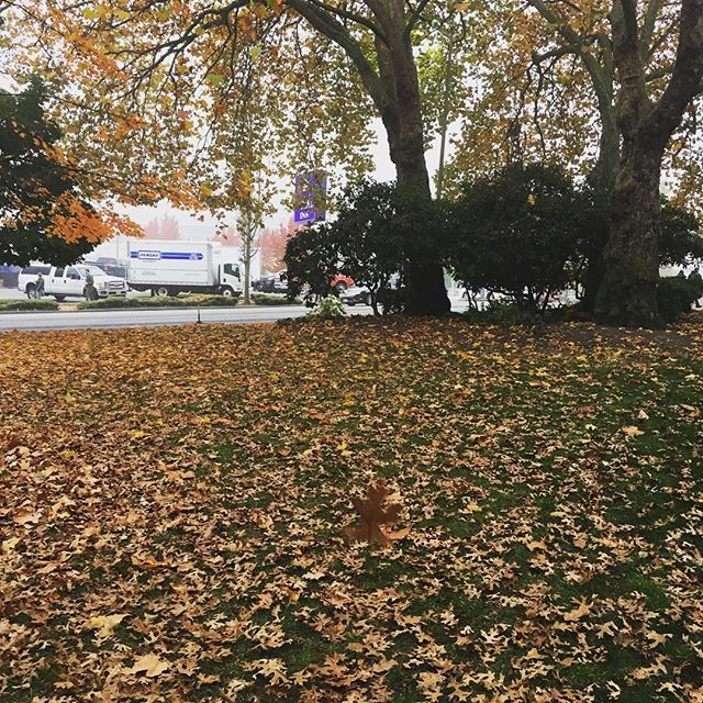 HyperTrypsy's tweet image. The crispy carpet of leaves on my way to work! #seattle #fall #tree ift.tt/2P8SSUt