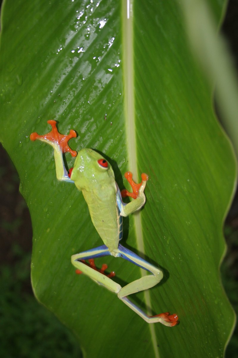 As a child, did you ever hear, "You can look but don’t touch?" Well, when it comes to wildlife, that’s the rule in Costa Rica! The Country is dedicated to conserving its’ amazing, natural environment and protecting the more than 500,000 species, like this Red-Eyed Leaf Frog.