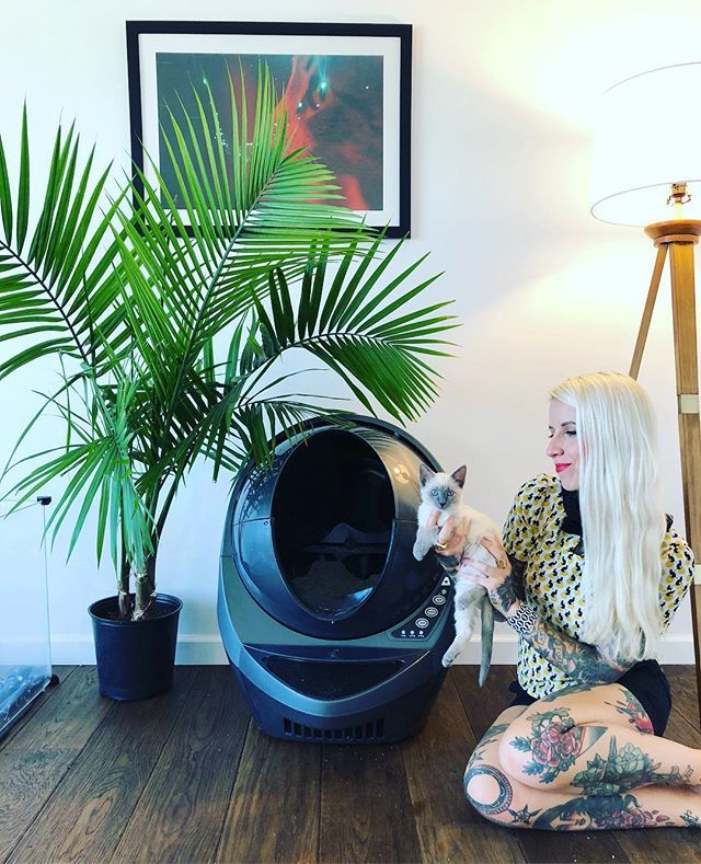 Kitten Lady On Twitter This Week We Got Our Brand New