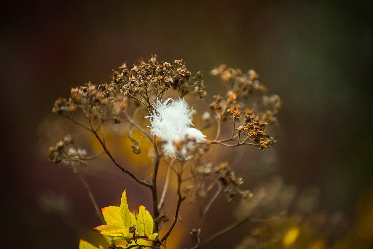 FacePhotograph1's tweet photo. #autumn #sheffield #autumncolours https://t.co/IJpHg3TLxB