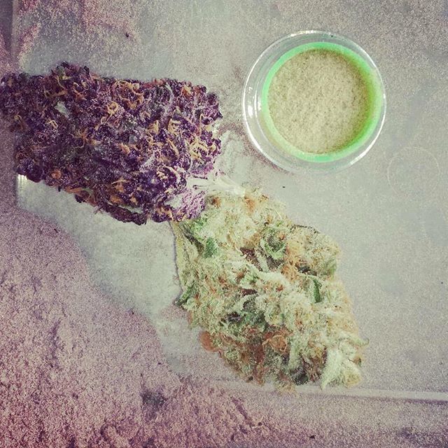 #repost from @olympicmountainmiss Check this out!!! Olympic Mountain Man Farm Ultimate Purple flower and it's kief next to his Dead Head (a personal fav) and it's kief 💜 
#pnwstoner #cannacommunity #cannaconnoisseur #instaweed #girlswhosmoke #imnotev… ift.tt/2D1q6xE