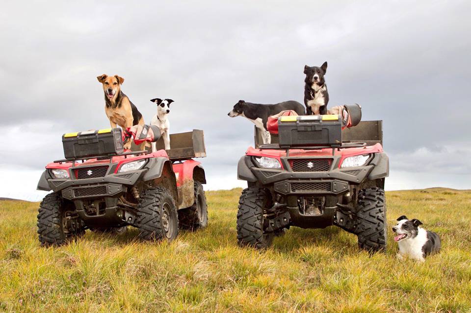 It’s a delight to think that Suzuki ATVs up and down the country will be used by our customers to round up their precious animals, keeping them safe and protected this Guy Fawkes Night!
#bonfirenight #fireworks #rememberremember #suzuki #kingquad #kingofquads
📷 <a href="/armadalefarm/">Joyce Campbell</a>