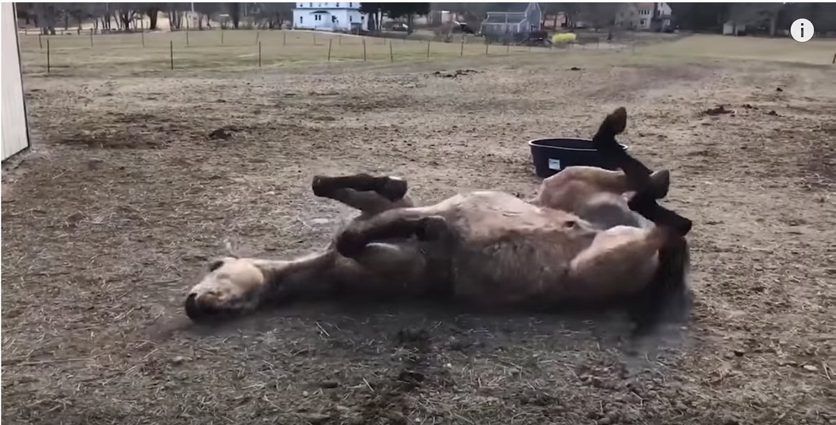 Squeebles tweet media