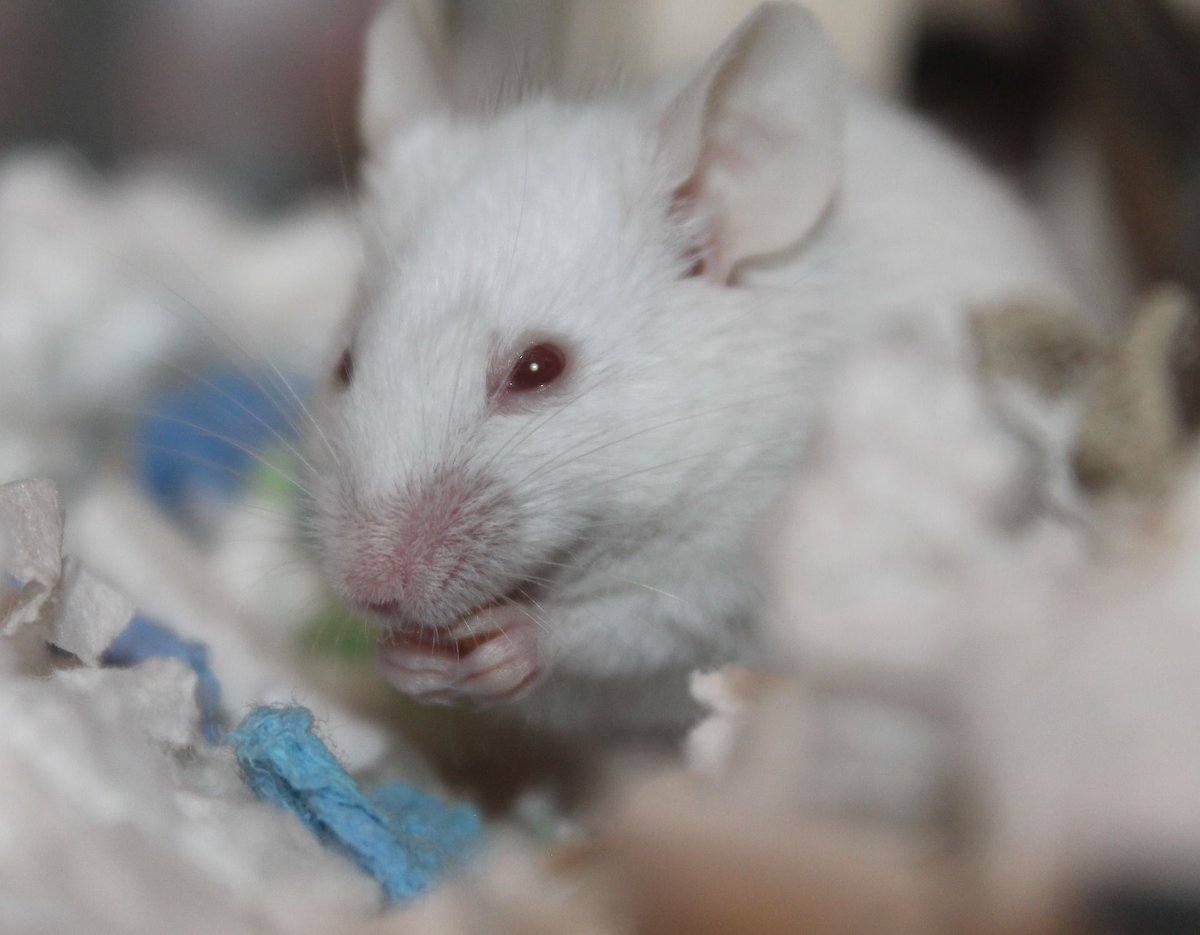 EthicalTree's tweet image. With investments like this, Canada has the potential to be a global leader in non-animal testing methods. 🐁 buff.ly/2ztAzhX