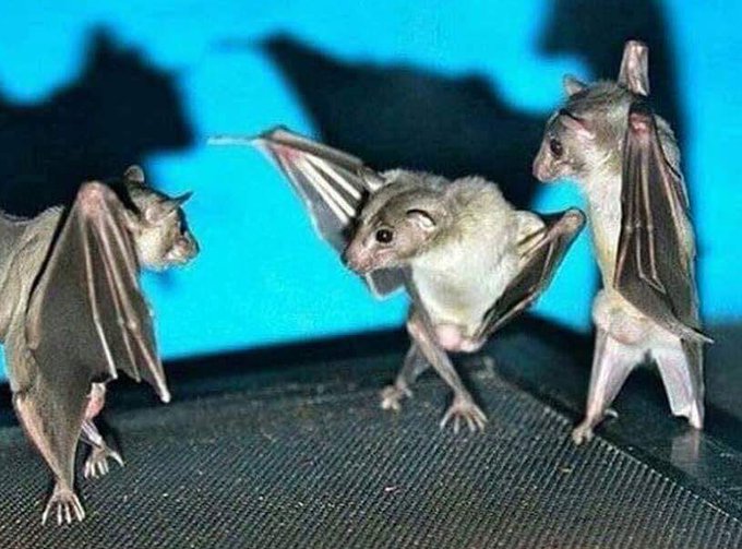 If you flip a photo of bats hanging upside down, they look like they’re having an epic dance off.
