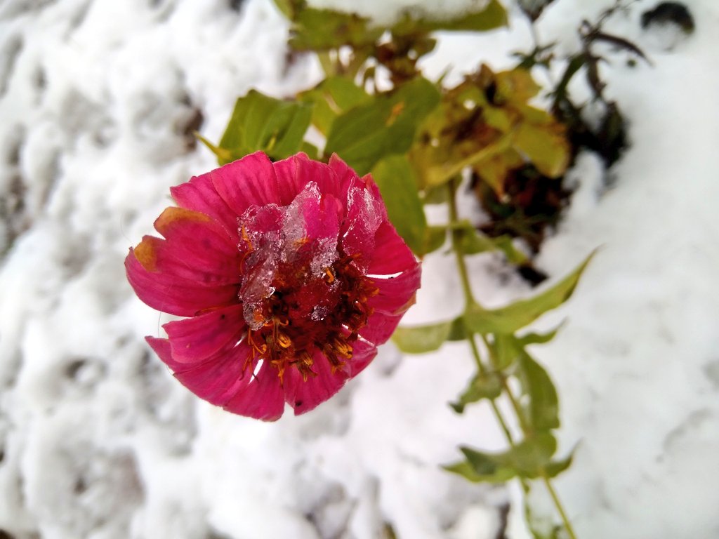 imsabbah's tweet photo. Also this. #earlysnowfall #kashmir #doda https://t.co/OqkU9N8TGK