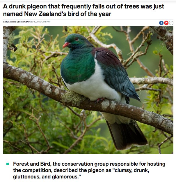 Windfalcon On Twitter Friend What Kind Of Bird Can You