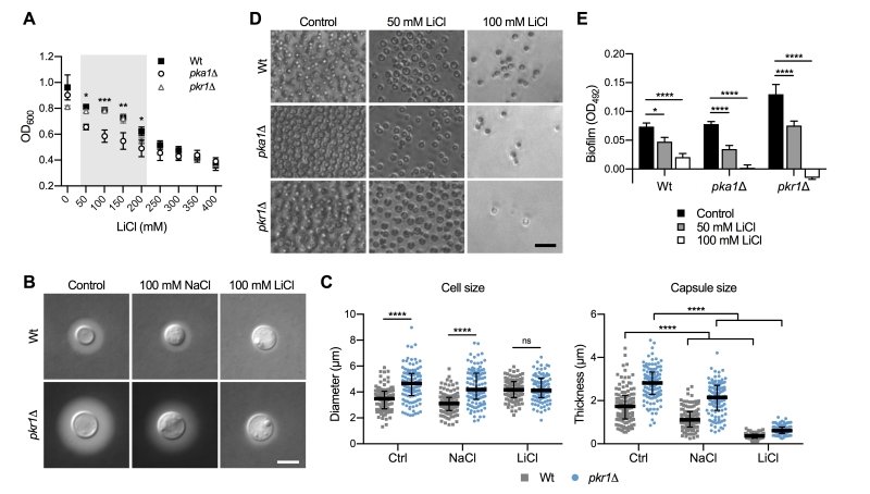 Francois_Mayer1's tweet image. Our new study @ubcmsl on the role of proteostasis in capsule and biofilm formation by the fungal pathogen Cryptococcus neoformans:

microbialcell.com/researcharticl…

#cryptococccus #lithium #fungalpathogen