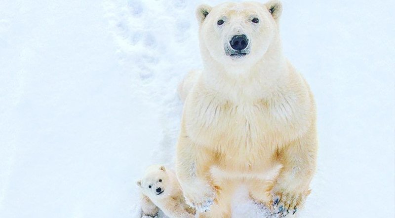 Happy #PolarBearWeek! Follow along as we count down 20 of the best photos taken in Churchill, the Polar Bear Capital of the World: travelmanitoba.com/blog/post/20-a… #exploremb #explorecanada