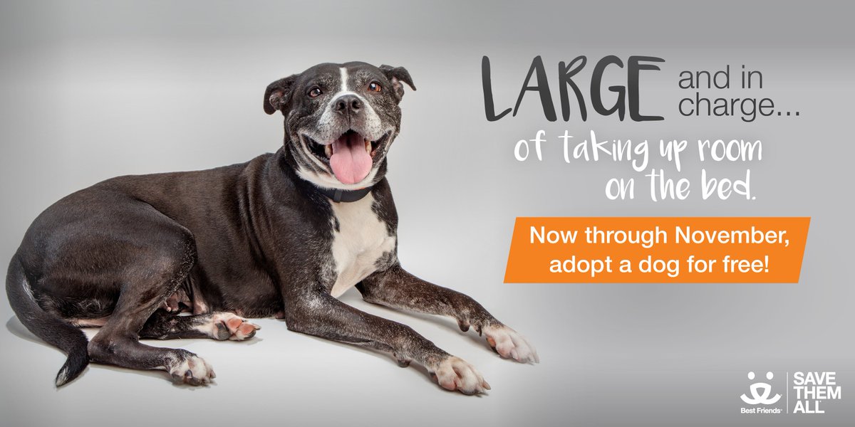 This November adopt a #bigdog for #free! See who's available: bit.ly/ATLdogs #SaveThemAll #Adopt #atlantadogs