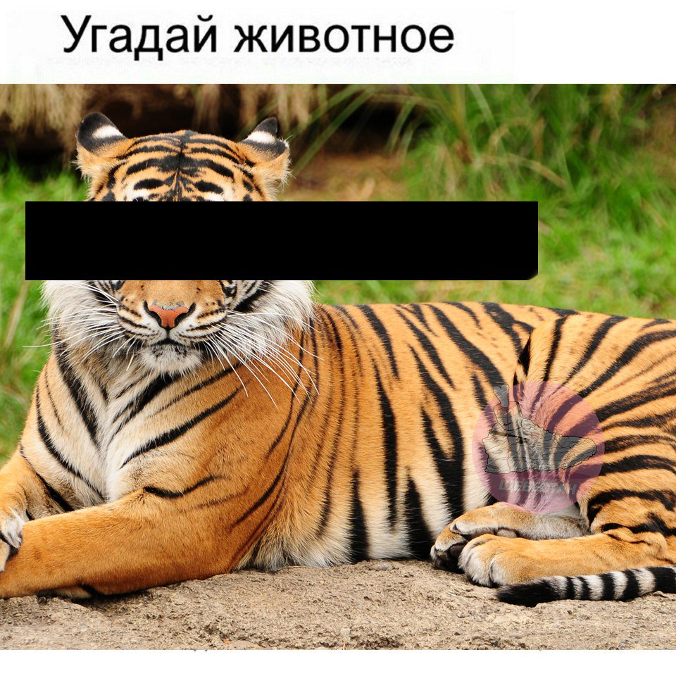 Угадай какое животное. Угадай животное прикол. Угадай животное слон. Угадай какое животное. Конструктор угадай животное.