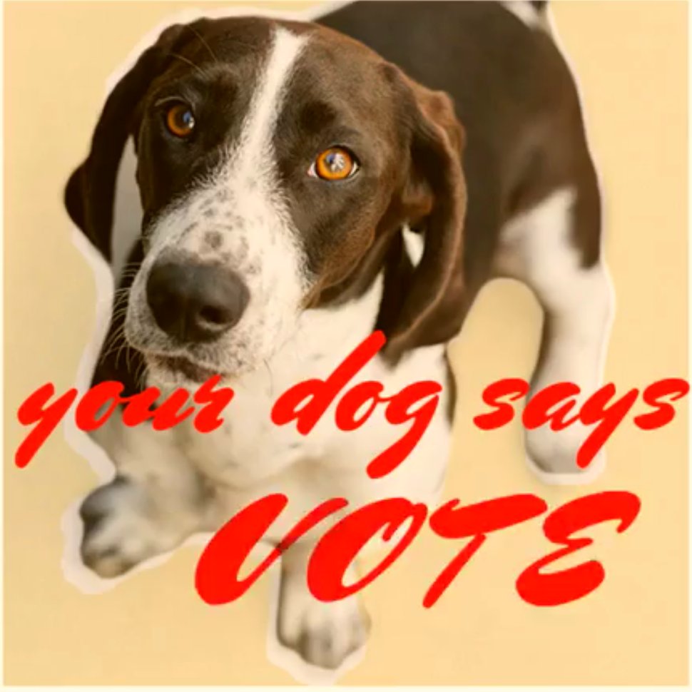 CrottyLisa's tweet photo. Be the person your dog wants you to be - VOTE! https://t.co/nDuc94SKFA