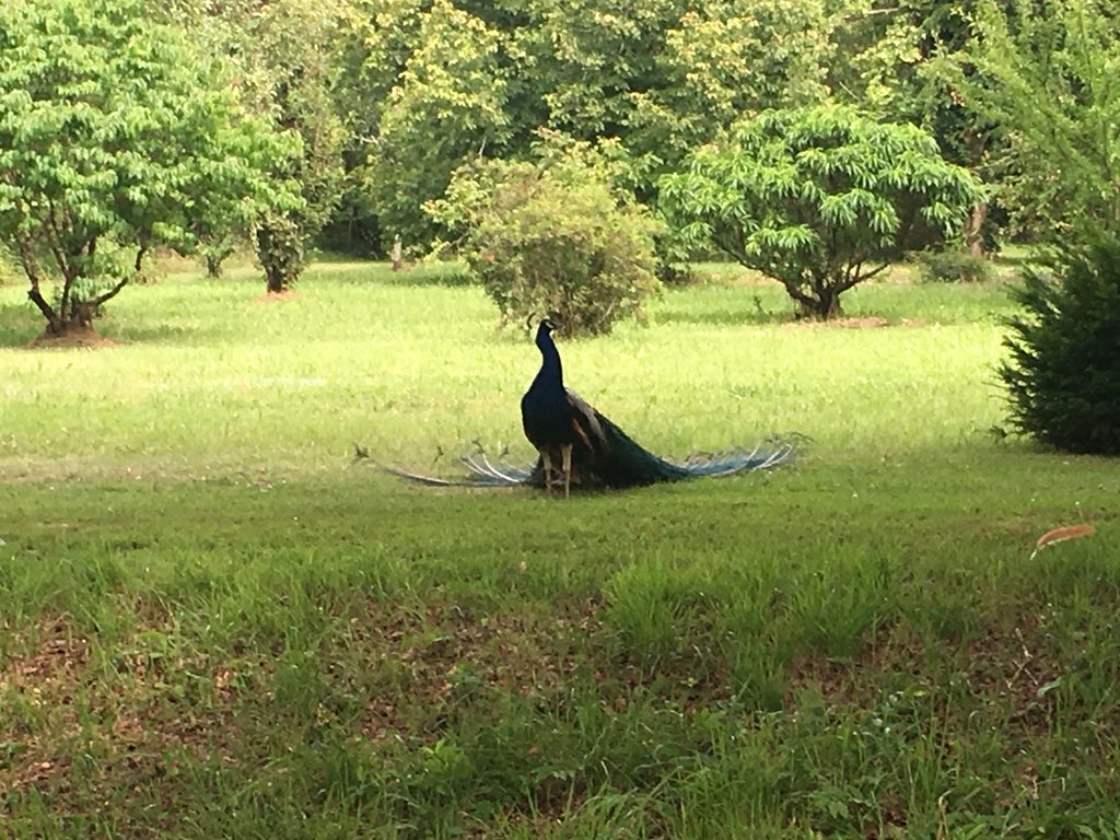 <a href="/USSommelier/">US Sommelier</a> <a href="/us_sommelier/">US Sommelier Assoc</a> great recent visit to a private sanctuary viewing a Peacock in all their glory.