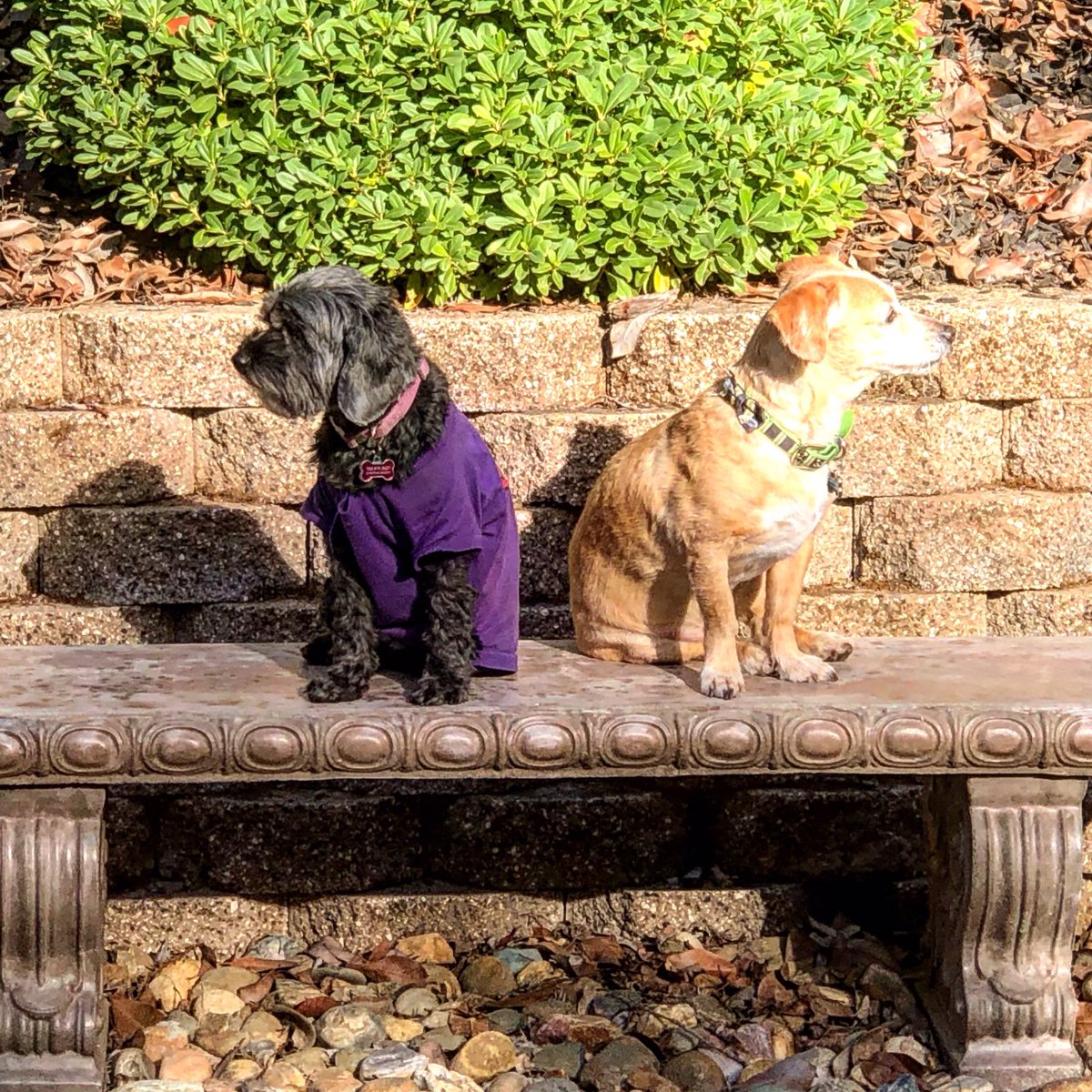 Cynthia_Bazin's tweet image. I guess the hot mentoring tip I can provide you from this hilarious pic I caught of my dogs over the weekend is ‘Don’t worry about what someone else is doing’. ‘Stay focused on what you need to do’. 🎯
#PicOfTheDay #RealLifeTip #SmartChic #LaserFocused #Mentoring