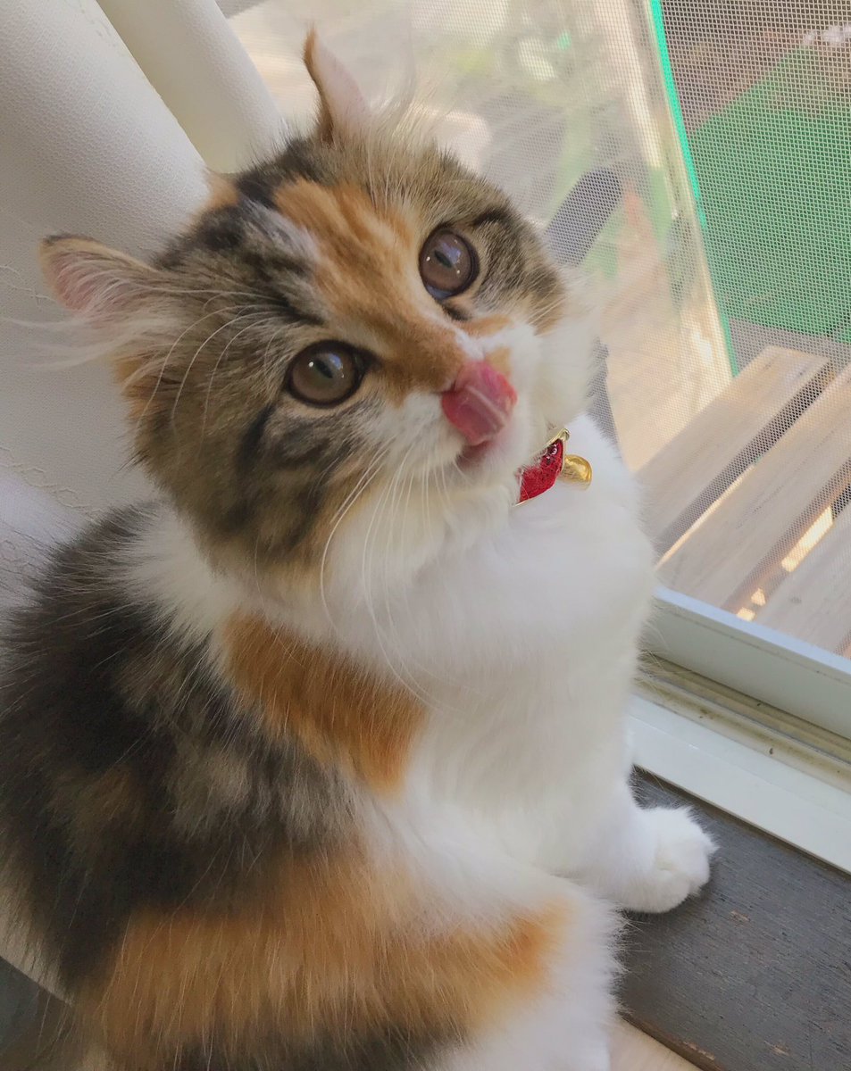 三毛ポコドンチャン 500個限定】リサ・ラーソンの特別なポニーの陶器。トンカチストア限定