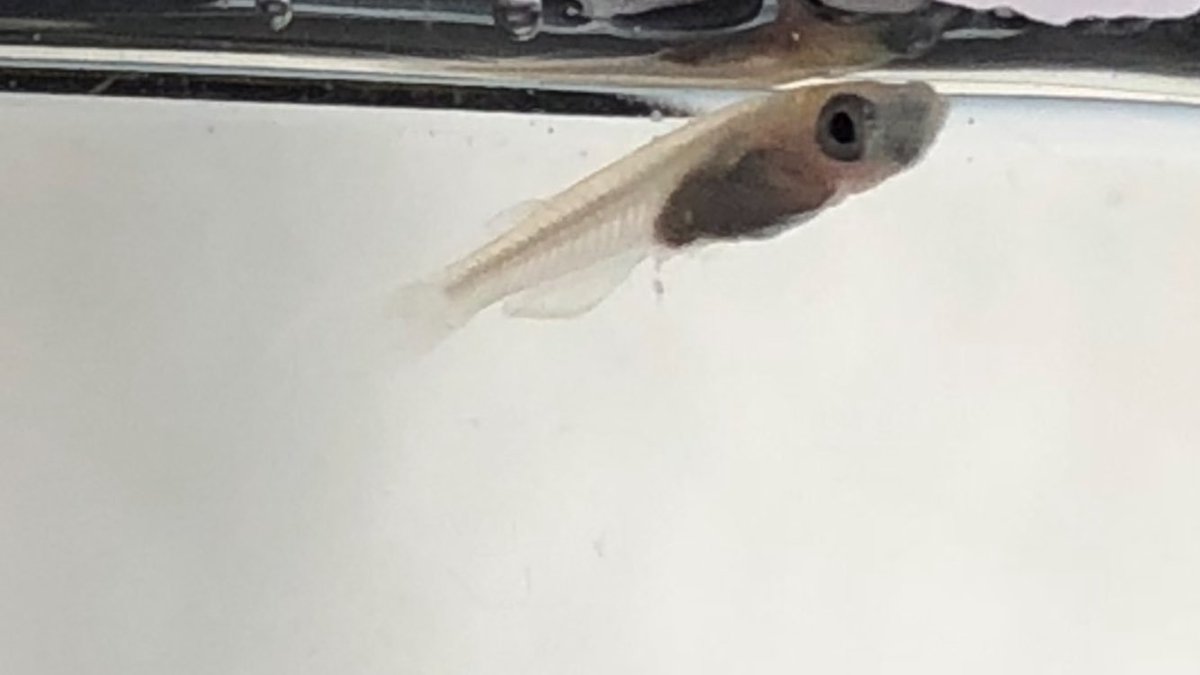 カラムナリス カラムナリス