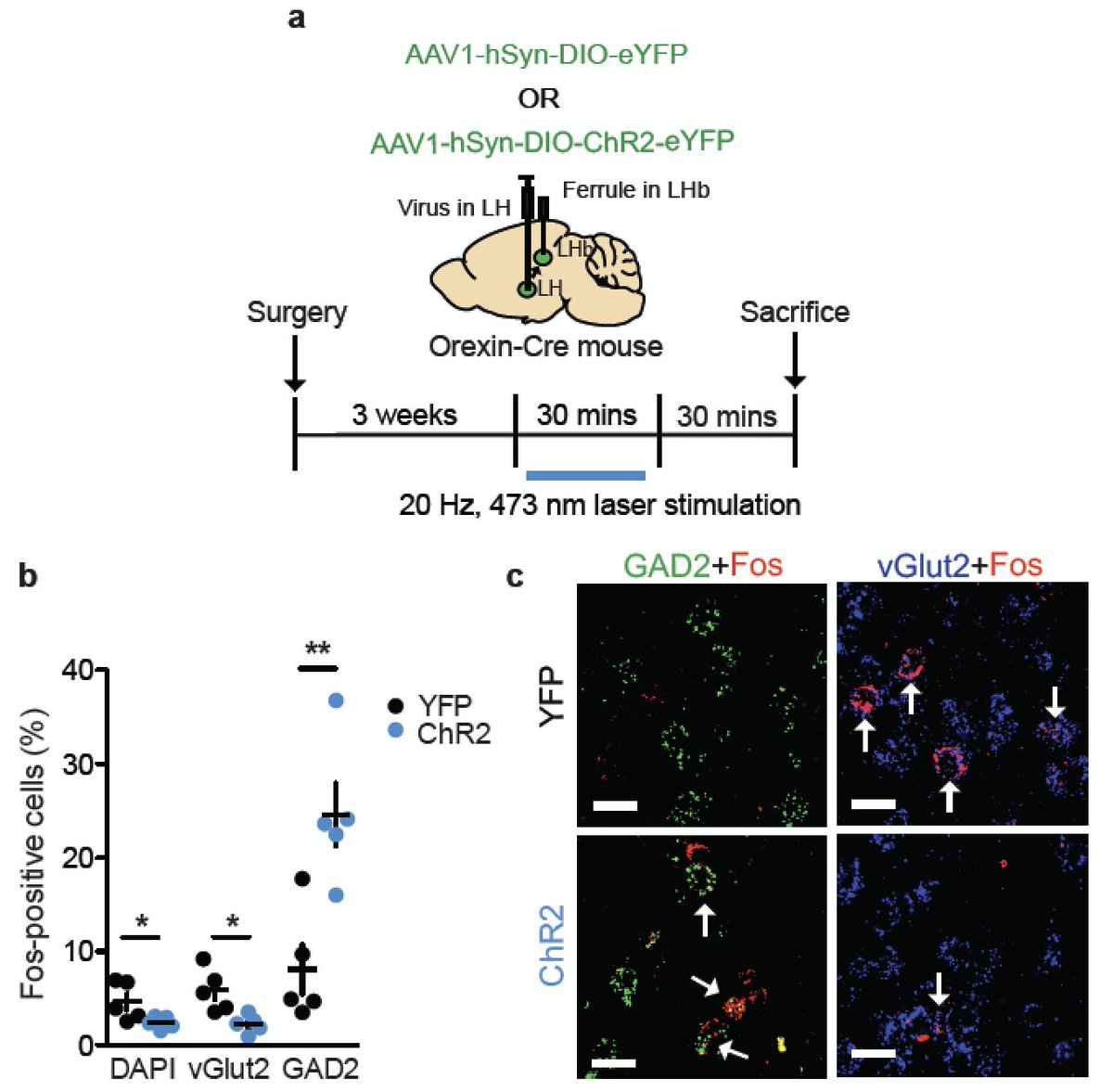 SinaiBrain's tweet photo. Interested in the development of novel therapies aimed at reducing #aggressivebehaviors? CHECK OUT @meghanflanigan's #SfN18 poster "Orexin inputs to GABAergic lateral habenula neurons control #aggression valence" TODAY 1-5pm 416.03 / CCC12 #RussoLab @Icahn_CAN #FBIatSfN https://t.co/jP4yS0mfyJ