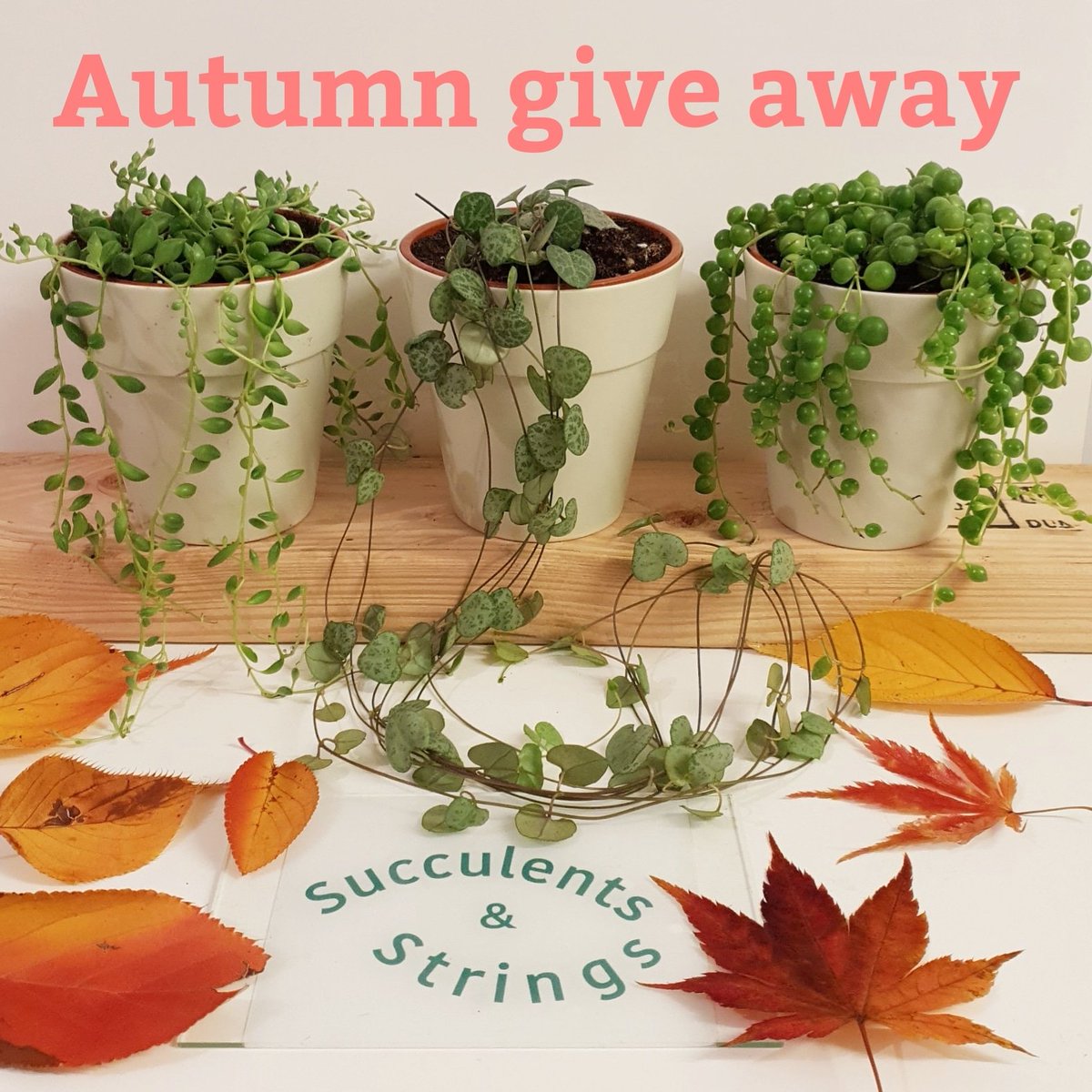succuandstrings's tweet photo. Retweet &amp; follow @succuandstrings to be in with a chance to #win all three of these plants *UK only* String of hearts, pearls &amp; beads. #giveaway #etsyselleruk #succulents winner announced on 11/11/2018 😀 good luck https://t.co/eEBxAHJ81j