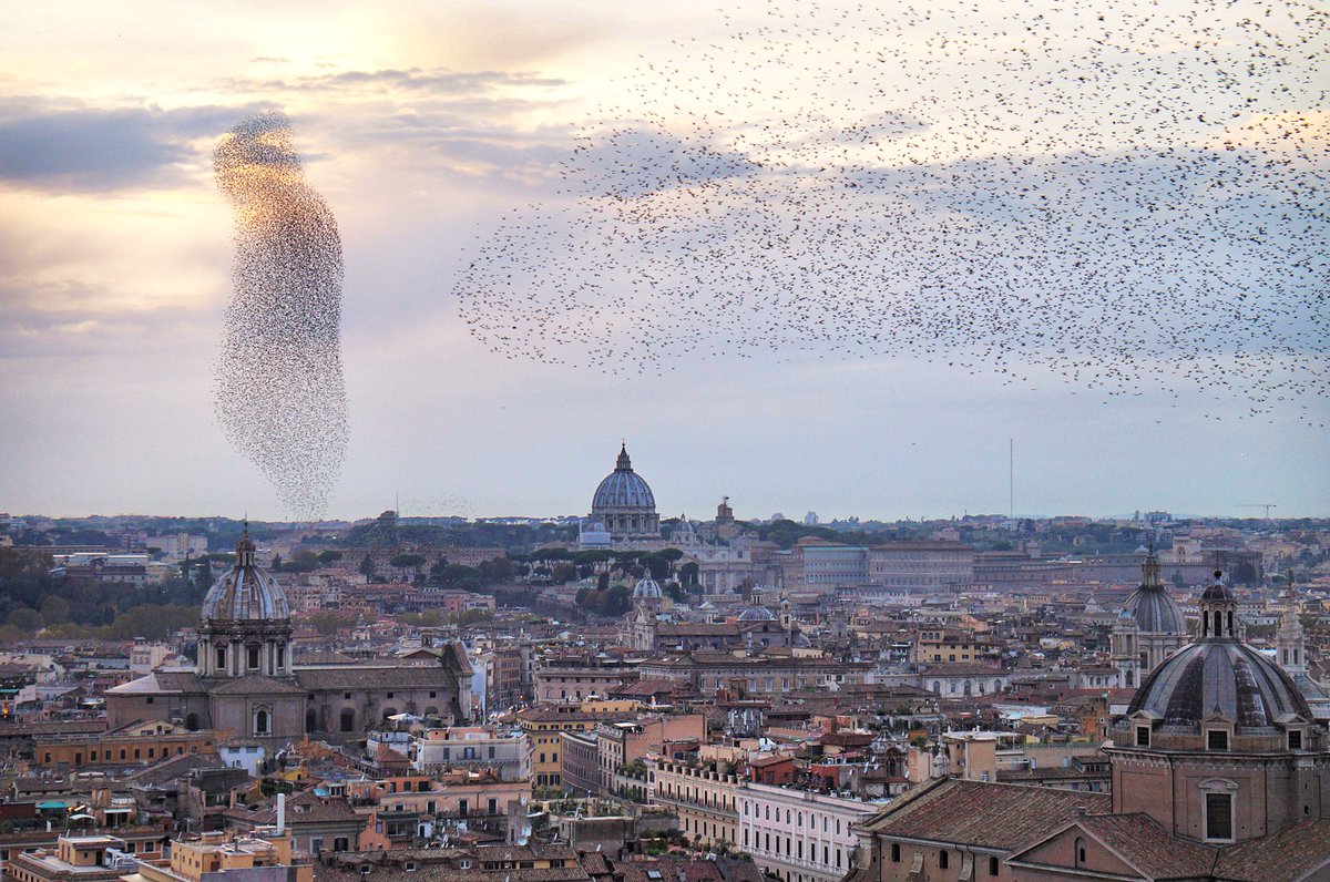 joliscircuits's tweet photo. Quand les oiseaux dansent dans le ciel de Rome, magnifique #rome #ciel #oiseaux #Voyage #italie #Italy #travelphotography #photooftheday #Photographie #photodujour #Roma #Vuepanoramique #view #ville #city #citytrip #Italia #birds https://t.co/Sl0QoHQYaC