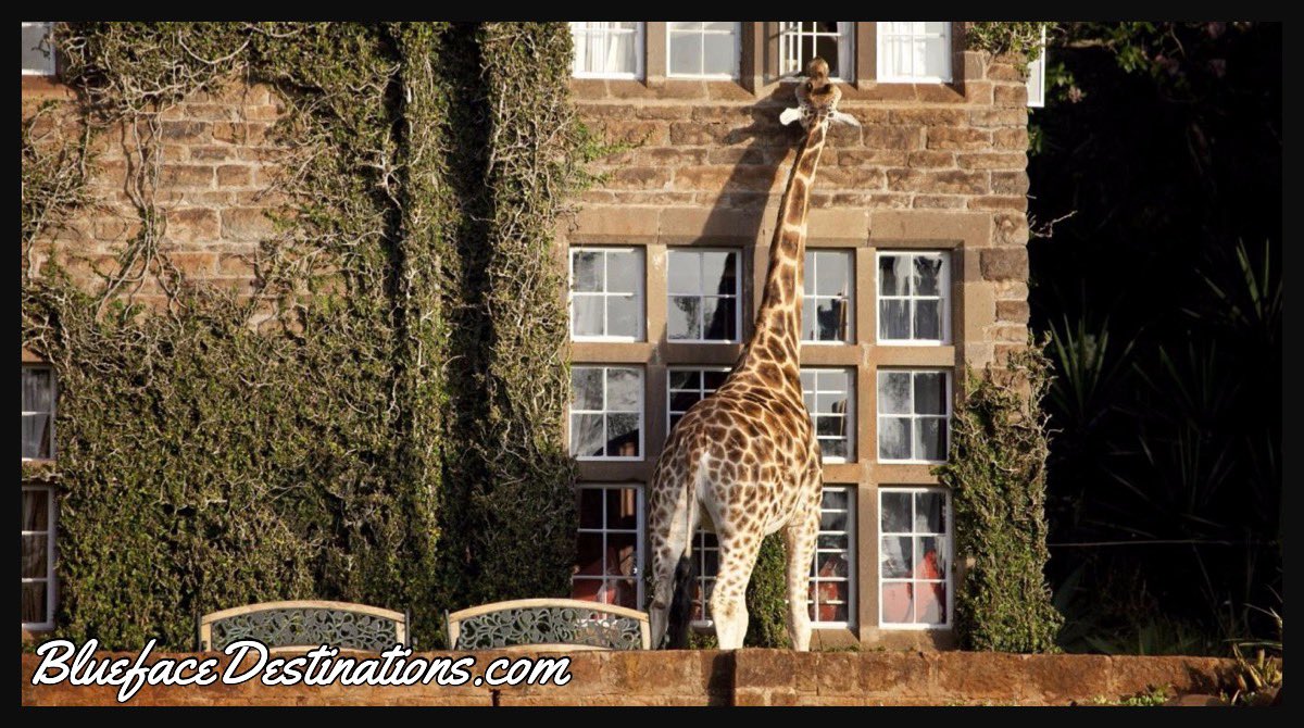 Mzfaithfulntrue's tweet photo. Giraffe Manor Nairobi Kenya 🇰🇪 #TravelTheWorld #iTravel #iExplore #BluefaceDeatinations #Giraffe #Live #Nairobi #Kenya @Blueface_Dest #Life #iBookWithBlueface #Traveling #AroundTheWorld #Exploring #Travel #Explore #Monday #Blueface #Living #VacationLife #Vacations #TravelLife https://t.co/G3LmMEvq4g