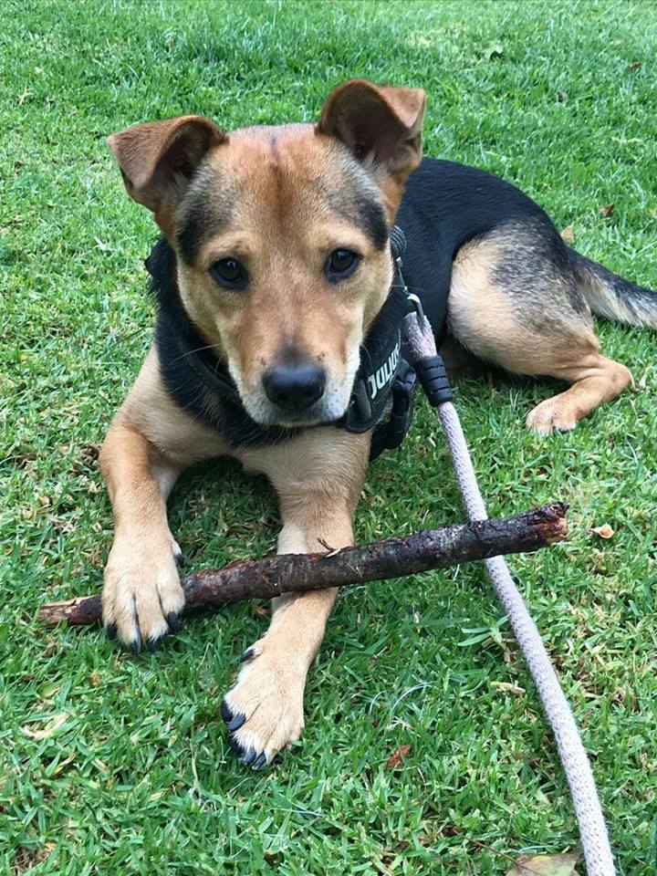 siviaromera1's tweet photo. MADRID
RECOMPENSA DE 500€ A QUIEN NOS LO ENTREGUE VIVO O NOS LLEVE HASTA ÉL.
SEGUIMOS BUSCANDO A MIKI
Se perdió el viernes por la noche en Alcorcón se asustó y se salió del collar va sin nada. Si alguien lo ve no intentéis cogerle avisad al 092 Ó 616 545 304 https://t.co/qcKqBmySkL