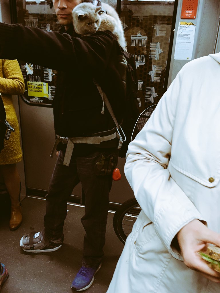 nik_sander_'s tweet photo. Können wir zum Feierabend in jeder Ubahn Katzen bekommen @BVG_Kampagne? #weilwirdichlieben https://t.co/CwEcgAmusy