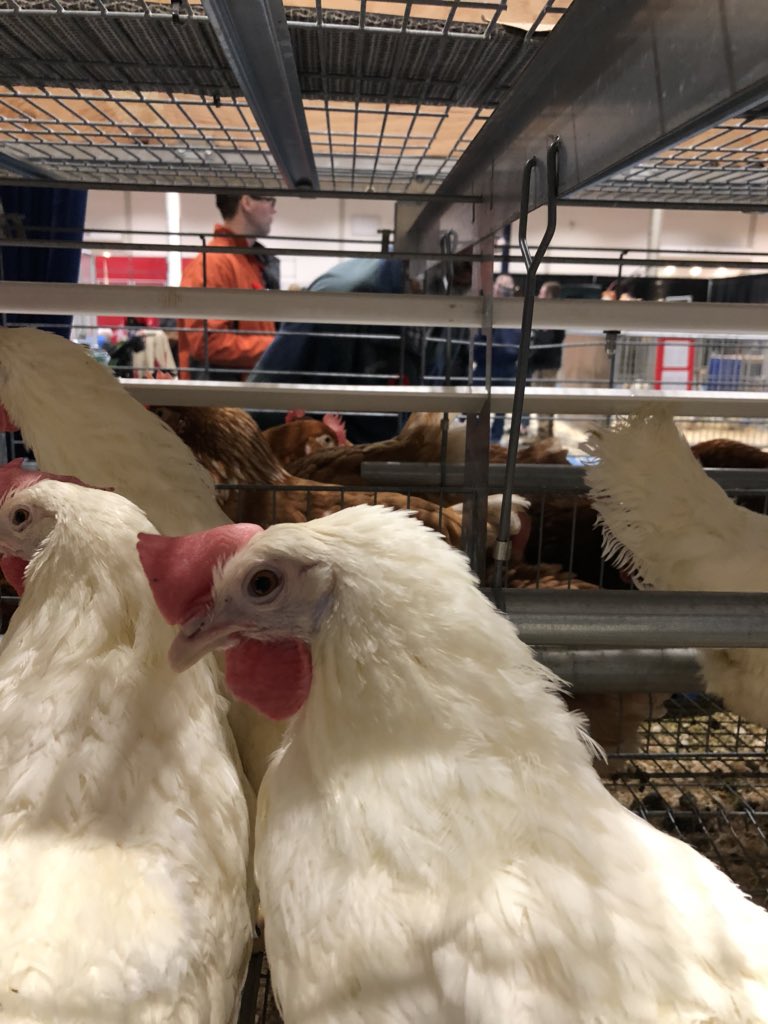 MotherHenBBF's tweet photo. Hens with white earlobes lay white eggs. Hens with brown ear lobes lay brown eggs  @BurnbraeFarms @THERAWF https://t.co/roqvYP76ka