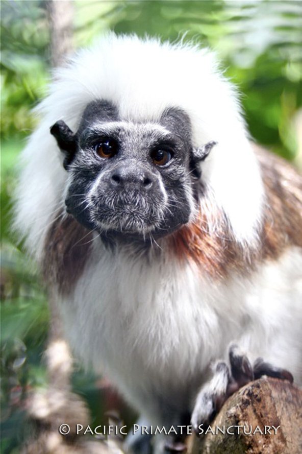 PacificPrimate's tweet photo. Pacific Primate Sanctuary (PPS) has been honored with a 2018 Top-rated award from Great Nonprofits!  Thank you to all of our supporters, volunteers, and interns who submitted 5 star reviews.   https://t.co/EJdWx0CnN1 https://t.co/NQKzen47Et