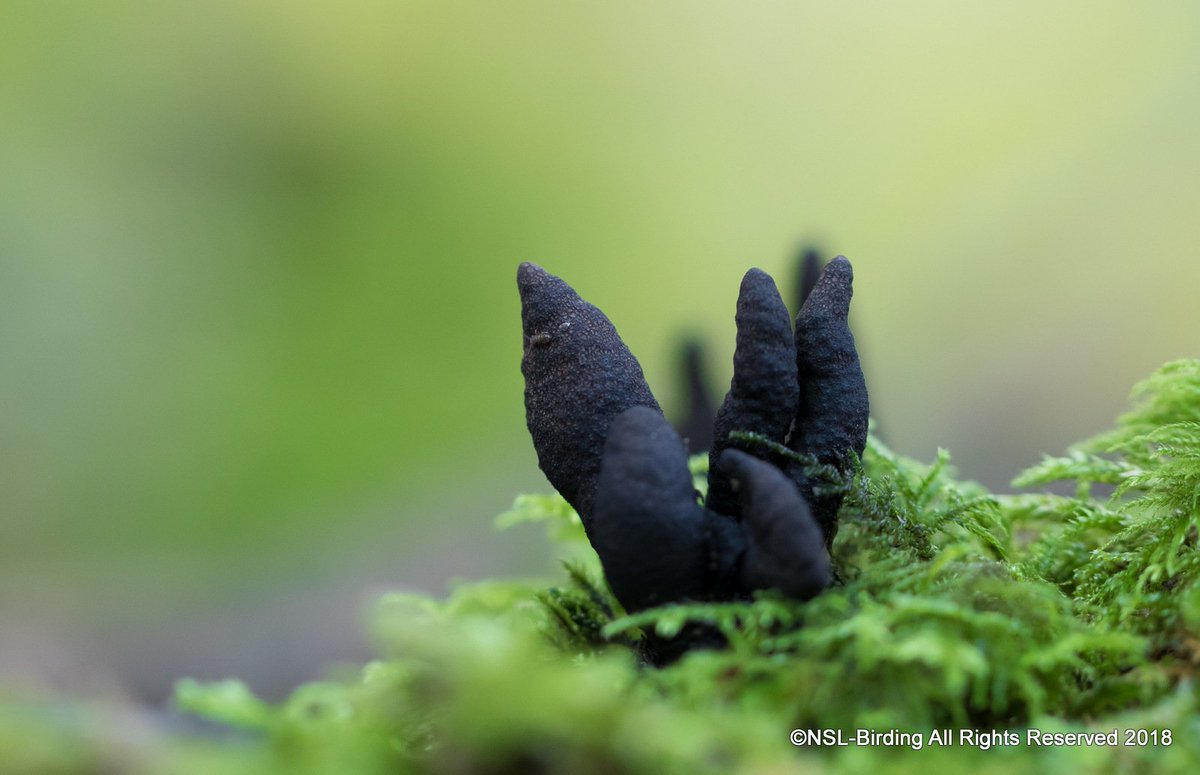 Mushroom hunting today near Bath 
Dead Man's Fingers
<a href="/ukfungusday/">UK Fungus Day</a> <a href="/FantasticFungi/">Fantastic Fungi</a>