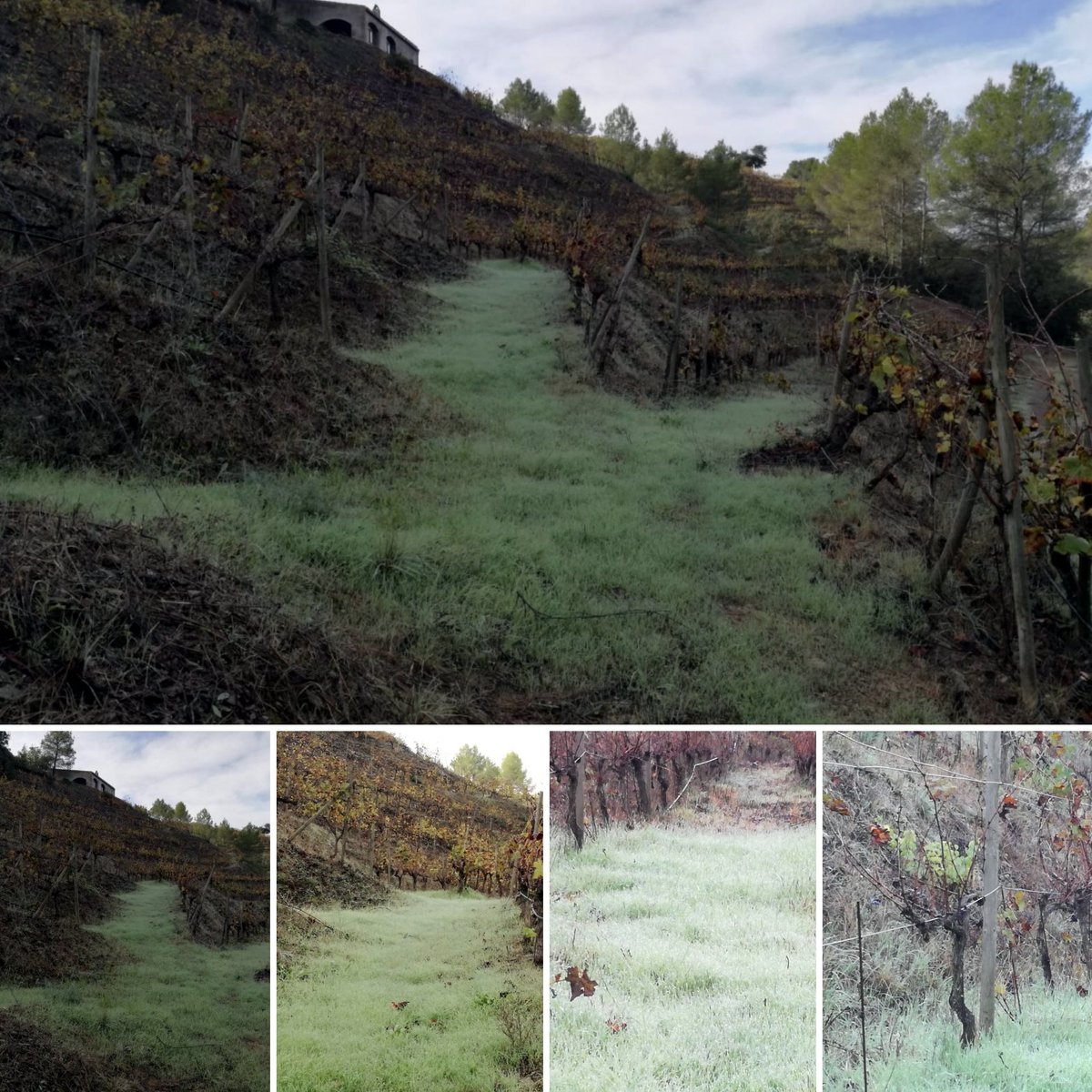 La rosada acariciant les nostres vinyes al #Priorat