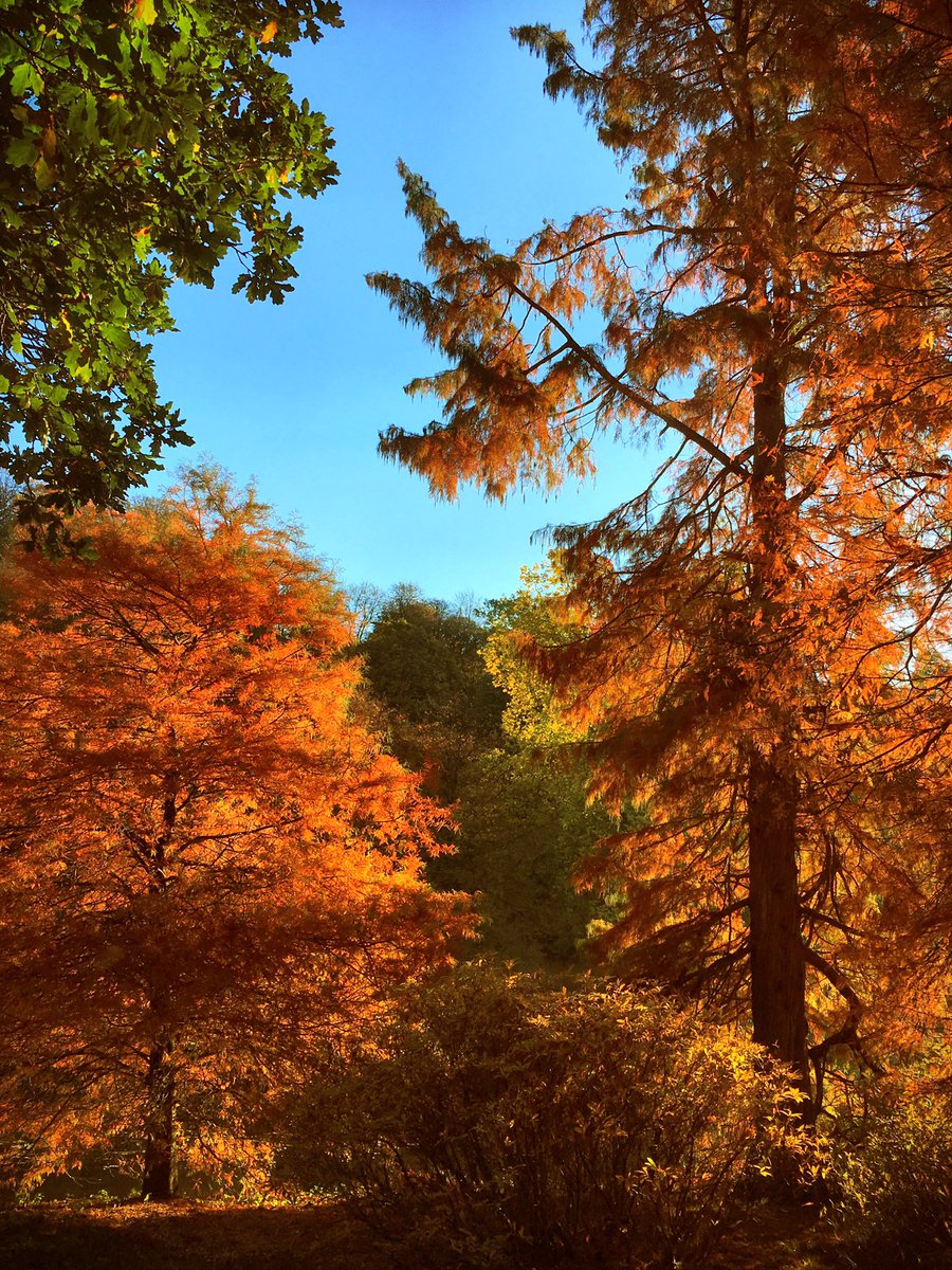 The_TreeGuy's tweet photo. No words needed!!! #autumn #autumncolours #stourhead #Trees @ntstourhead @alanstourhead @BBCWiltshire https://t.co/fNodKAO1Ip