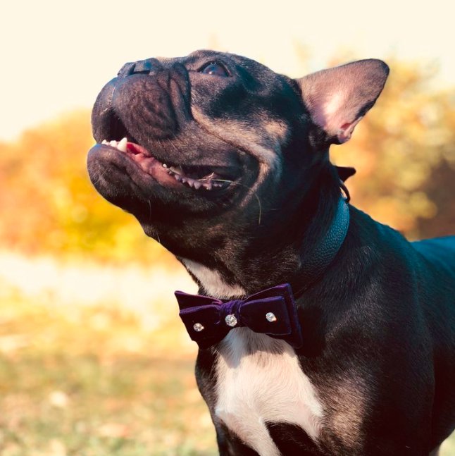 wearepetjam's tweet photo. A brand new range of dog bow ties have just launched on PetJam. Smarten your dog up, from just £12!

🐶👇🐶👇🐶👇🐶👇
https://t.co/guERfQeH1e https://t.co/PbwznlSMcL