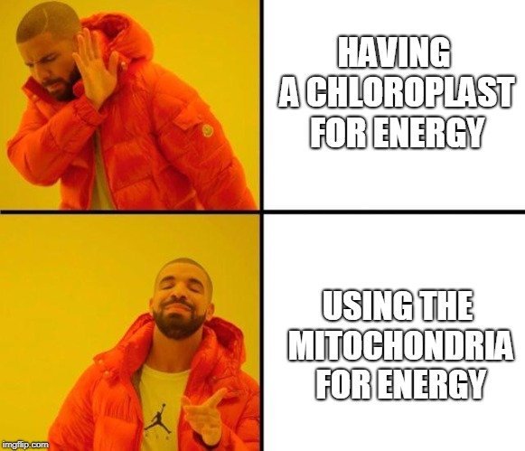 RoughEndoRec's tweet photo. I don't get it @Chloroplastin , why use the chloroplast for energy when you have the mitochondria? The mitochondria is way better! #OrganelleWars @lmartinezchinn https://t.co/R3hYKbl7yU