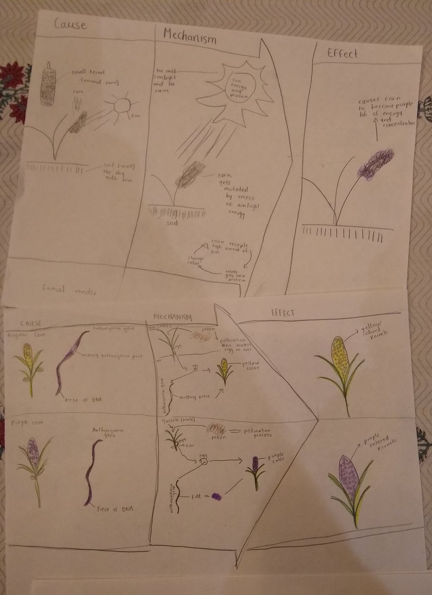 angsauer's tweet photo. Initial and final models of why we think corn plants have different colored kernels #NGSS #CNGscience #iowagirlteacher https://t.co/ERnyWXxR0v