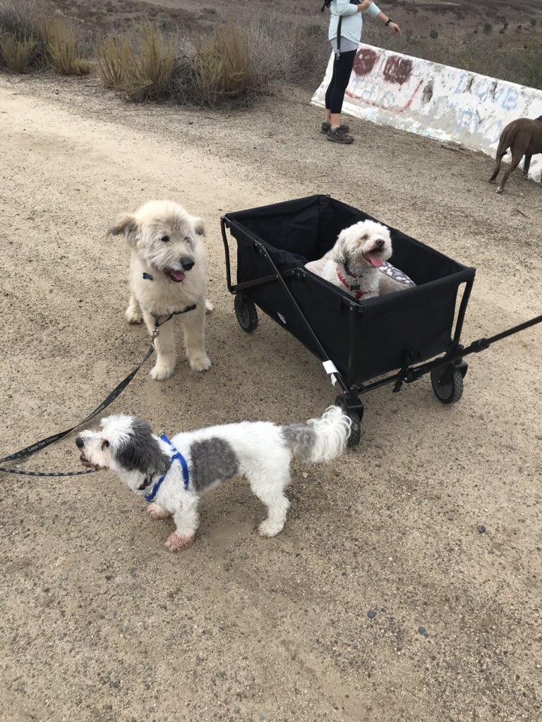 AnthonyFaye4's tweet photo. @trueleafpet @trueleafpet They all hike, but our senior sometimes ends up in the wagon. His old joints could benefit from some #truehemp products. #truehealth @jmfaye https://t.co/TP9JbF9hyg