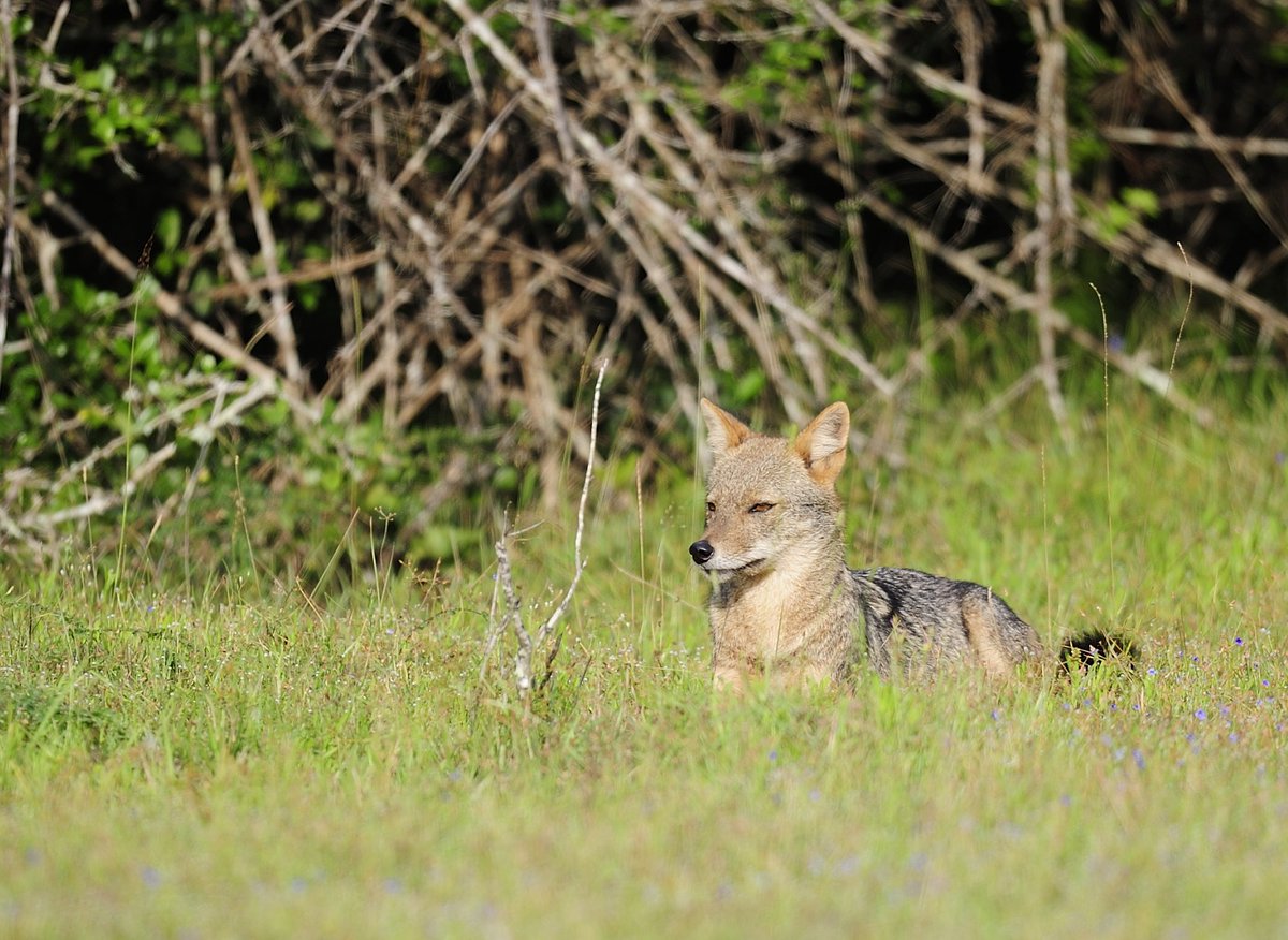 BackwatersLodge's tweet photo. #wildlife #wilpattu #safari #boating #birding #birdwatching #thebackwater #hotel #Lodge #wildlife #nature #wildlifephotography #photography #BackwatersThe
#Srilanka #travel #explore #wildexplorer #discover #adventure https://t.co/LOjpSFkpdT