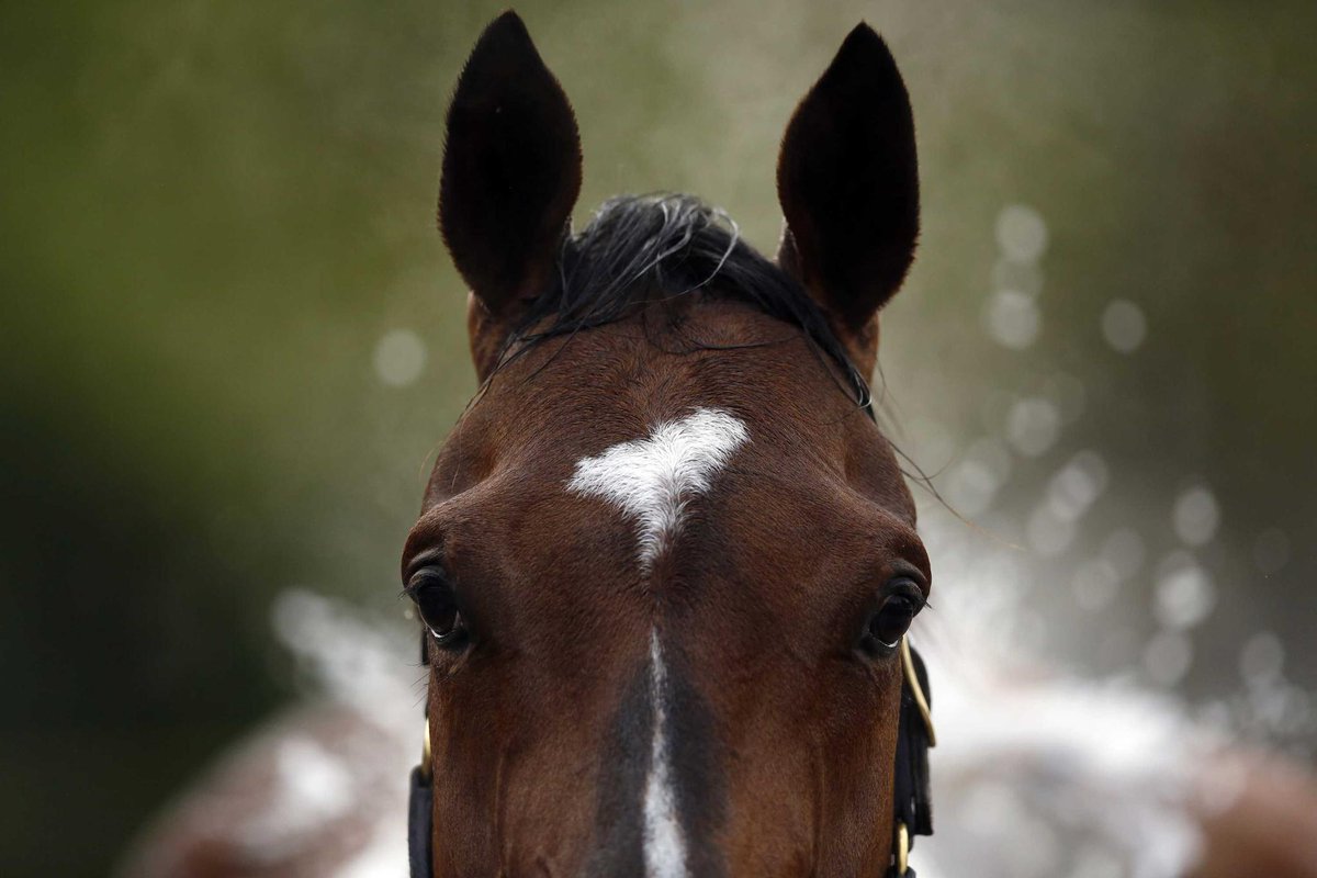 RadioNational's tweet photo. "In Australia, between 30,000 and 40,000 horses are slaughtered each year. The biggest proportion of those horses ― up to 60 per cent, according to one RSPCA report ― is from the racing industry." @_BenMyers_ on the #MelbourneCup2018  https://t.co/qtBdKH2030 https://t.co/quqybsWSKS