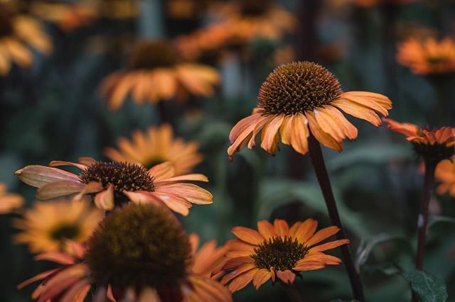 Mood.
.
.
.
.
.
.
.
 #floral_secrets #floralfix #tgif_nature #ip_blossoms #flowerstalking #awesome_photographers #florecitas_mx #ptk_flowers  #flowerporn  #rsa_nature #superb_flowers #flowerstarz #floralstyles_gf #heysony #sonyalpha #splendid_flowers  #i… ift.tt/2F7qwWa