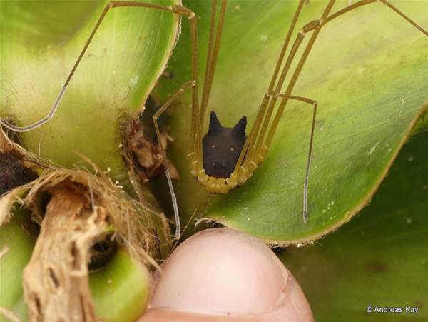 PopSciAU's tweet photo. MEGAPIXELS: This strange creature isn't a spider or a dog, but it sure looks like both https://t.co/JQkYmn8NeM https://t.co/JlP14UlKMN