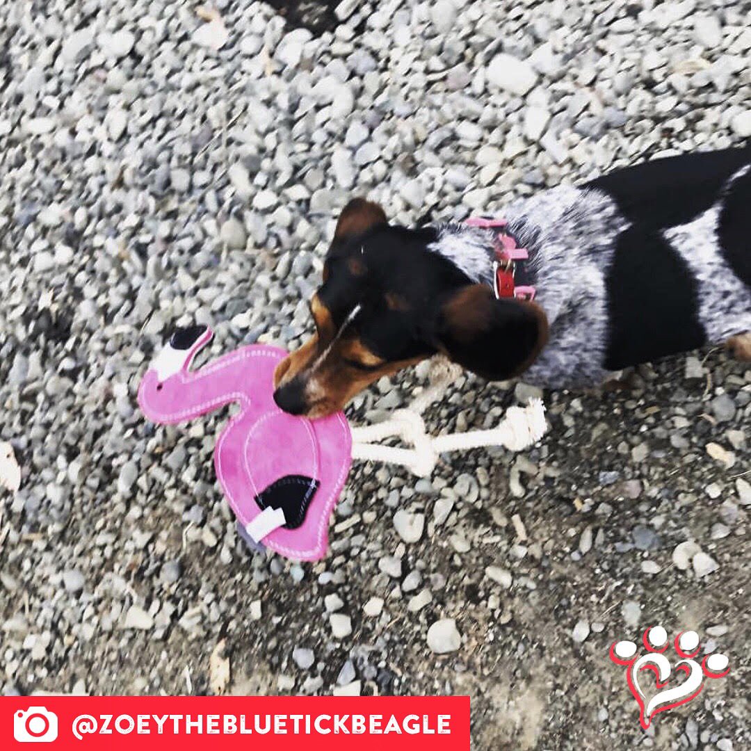 MuttNation's tweet photo. Zoey couldn't be cuter with her new flamingo! ๐ #muttspotlight
Save a mutt. Shop MuttNation:
https://t.co/iDvlAGAoag https://t.co/Rdn1di2Ar6